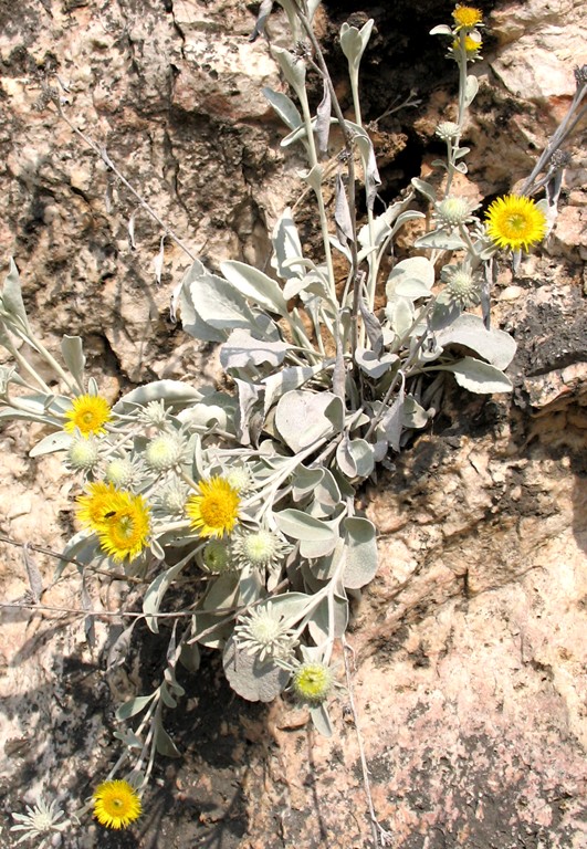 Pentanema verbascifolium (=Inula verbascifolia) / Enula candida